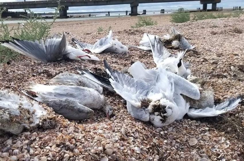 oľský falošný príbeh o úmrtiach vtákov v dôsledku konzumácie pšenice na Ukrajine. V posledných mesiacoch sa na internete objavil znepokojivý príbeh, v ktorom sa uvádza, že veľké kŕdle vtákov v Poľsku zahynuli